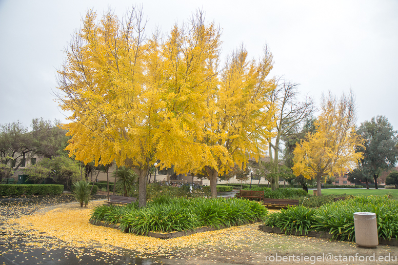 ginkgo